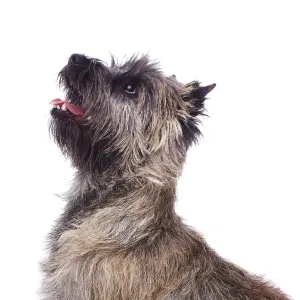 Brindle coated Cairn Terrier, head and shoulders