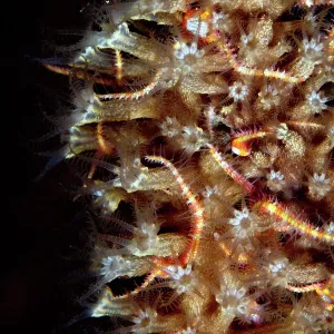 Brittele Star