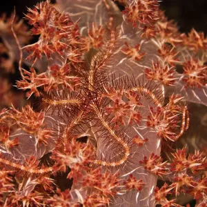 Brittle Star - Blending into it's home on the soft Brittle Star - Blending into it's home on the soft