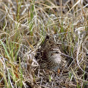 Broad-billed Sandpiper - on nest