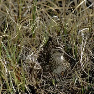 Broad-billed Sandpiper - on nest