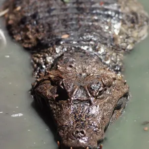 Broad-nosed / Broad-fronted CAIMAN Broad-nosed / Broad-fronted CAIMAN