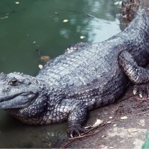 Broad-nosed / Broad-fronted CAIMAN Broad-nosed / Broad-fronted CAIMAN