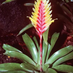BROMELIAD BROMELIAD