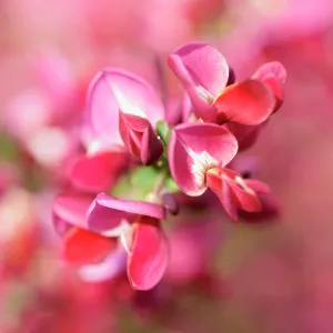 Broom, Cytisus cultivar, Red subject Broom, Cytisus cultivar, Red subject