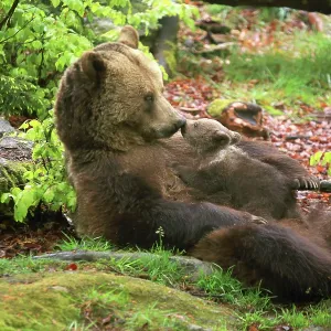 Brown Bear