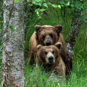 Brown Bear adults mating