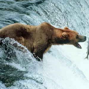 Brown Bear - Catching a fish