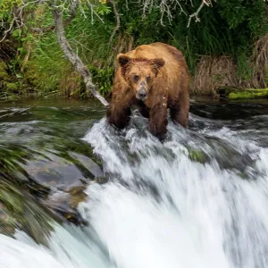 Brown Bear hunting for Salmon (Salmo sp.) in the waterfalls