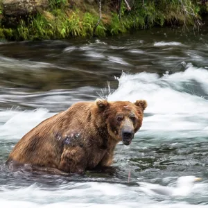 Brown Bear sitting in the water