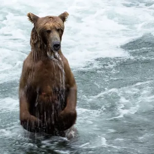 Brown Bear standing in the river