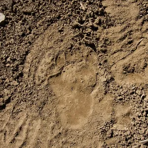 Brown Bear - track in wild Brown Bear - track in wild