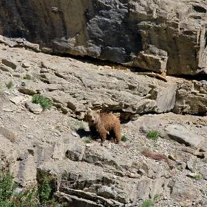 Brown Bear - in wild Brown Bear - in wild