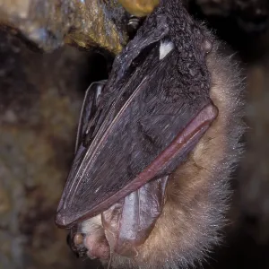 Brown Big-eared Bat / Long-eared Bat - hibernation at cave