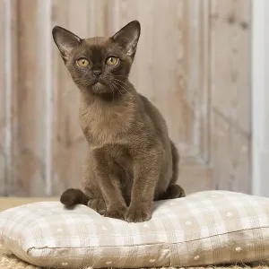 Brown Burmese cat indoors Brown Burmese cat indoors Brown Burmese cat indoors Brown Burmese cat indoors
