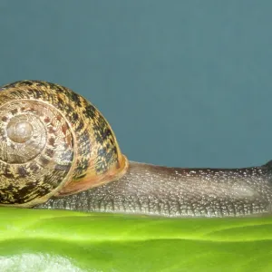 Brown Common Garden Snail - Crawling over leaf