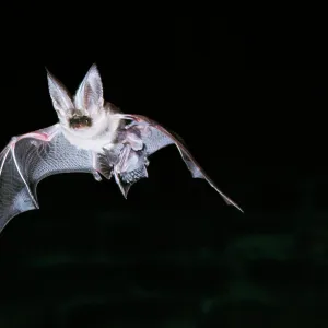 Brown / Common Long-eared / Long-eared BAT- In Brown / Common Long-eared / Long-eared BAT- In