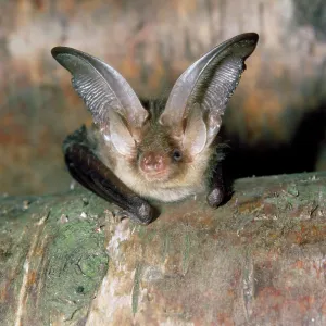 Brown / Common Long-eared / Long-eared BAT Brown / Common Long-eared / Long-eared BAT