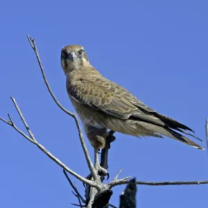 Brown FALCON
