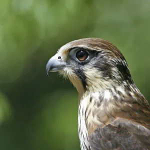 Brown FALCON - close up of head, side view