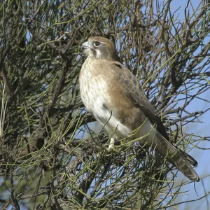 Brown FALCON - perched in tree