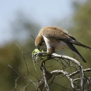 Brown FALCON - with prey