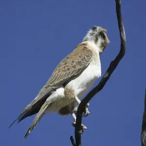 Brown FALCON - rotating, turning head to look behind
