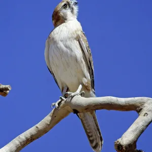 Brown FALCON - rotating, turning head to look up into sky