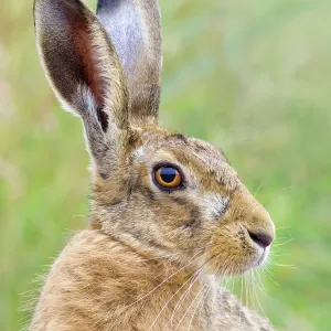 Brown Hare Brown Hare