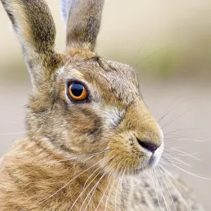Brown Hare Brown Hare