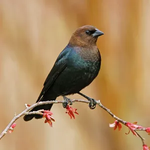 Brown-headed Cowbird Brown-headed Cowbird