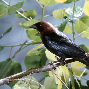 BROWN-HEADED COWBIRD - on branch