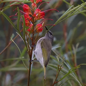 Brown Honeyeater Brown Honeyeater
