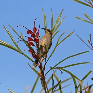 Brown Honeyeater Brown Honeyeater