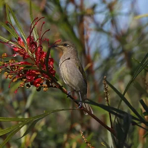 Brown Honeyeater Brown Honeyeater