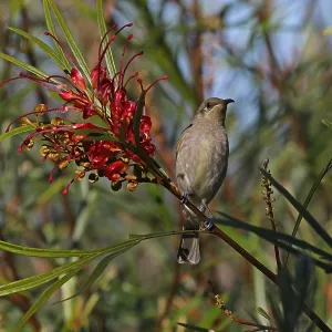 Brown Honeyeater Brown Honeyeater