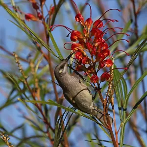 Brown Honeyeater Brown Honeyeater