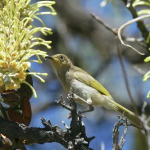 Brown HONEYEATER - feeding on long-leaved Corkwood