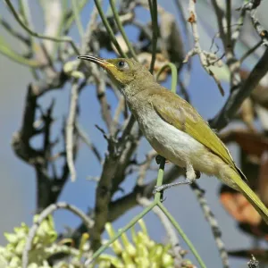 Brown HONEYEATER - feeding on long-leaved Corkwood