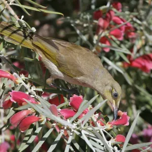 Brown HONEYEATER - feeding on native fuchsia