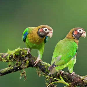 Brown-hooded Parrots