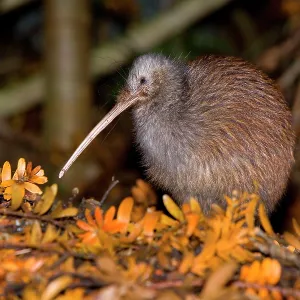 Brown Kiwi - adult one standing in native Kauri Brown Kiwi - adult one standing in native Kauri