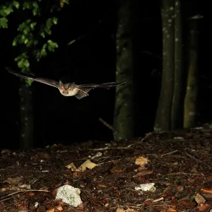 Brown Long-eared Bat - in flight in a Fagus-abies Brown Long-eared Bat - in flight in a Fagus-abies