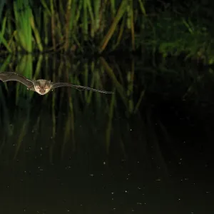 Brown Long-eared Bat - in flight above forest pond Brown Long-eared Bat - in flight above forest pond