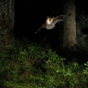 Brown Long-eared Bat - in flight in a Picea sp Brown Long-eared Bat - in flight in a Picea sp