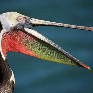 Brown Pelican - adult - Portrait - Dives from the