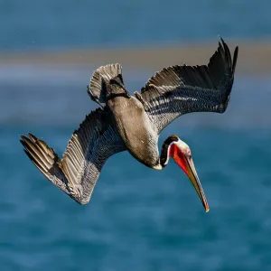 Brown Pelican (Pelecanus occidentalis) diving into Brown Pelican (Pelecanus occidentalis) diving into