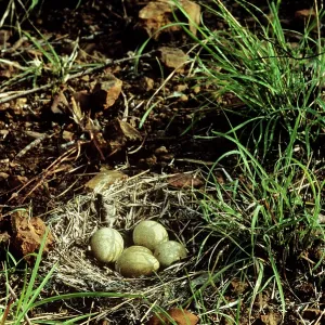Brown Quail Brown Quail