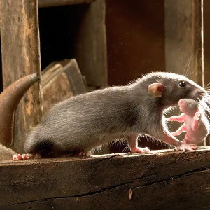 Brown Rat - carrying young Brown Rat - carrying young