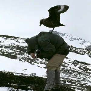 BROWN SKUA - Attacking Man BROWN SKUA - Attacking Man